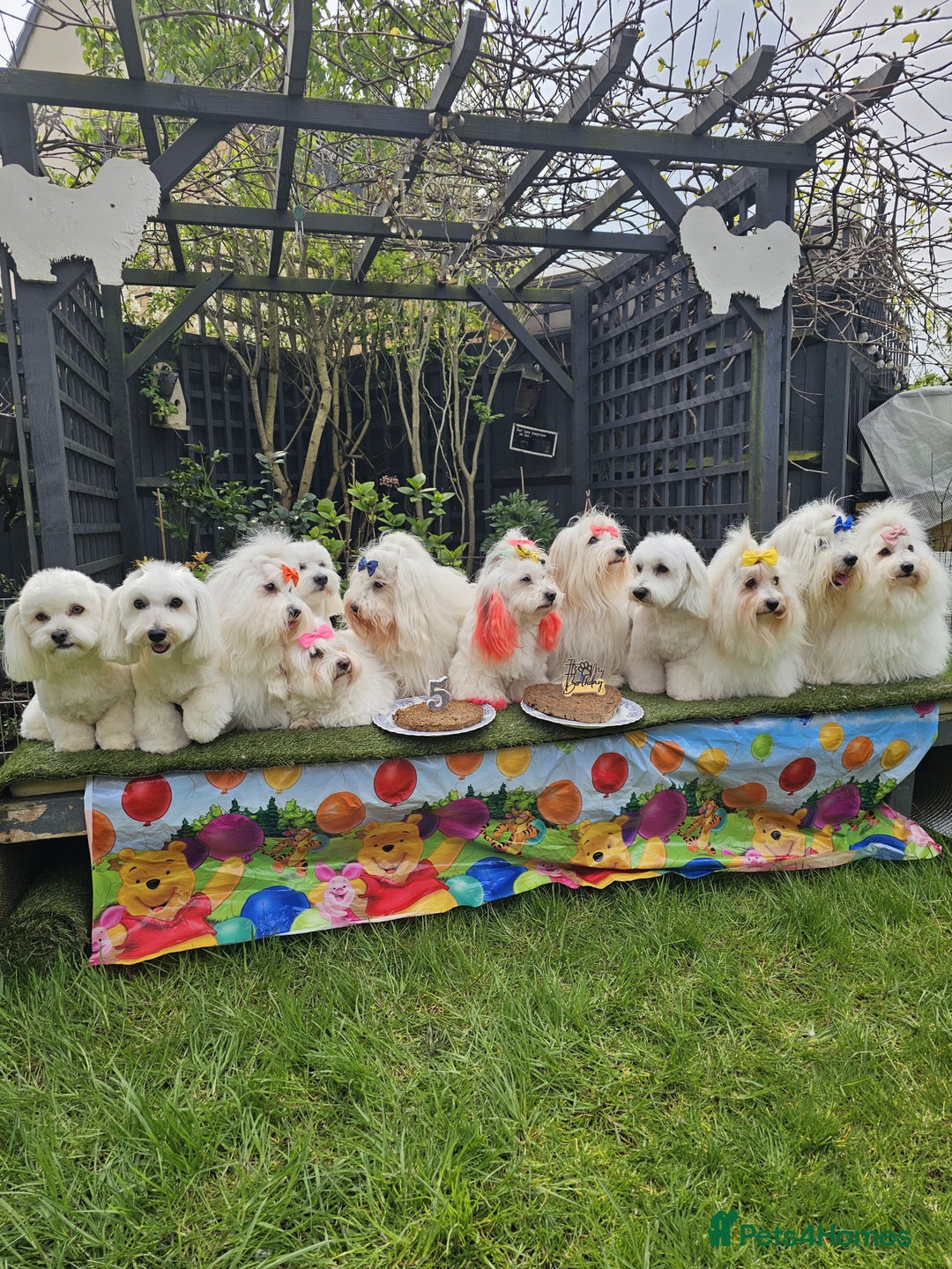 Coton De Tulear dogs for sale: 2 Stunning coton de Tulear girls - Image 6