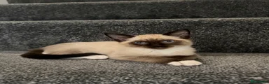 Ragamese 2 ( Male)