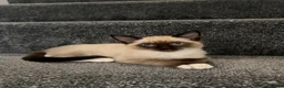 Ragamese cats for sale: 🐾 Gorgeous Ragamese Kittens  in Nottingham - Advert 4