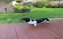 Miniature Dachshund dogs for sale: Pure Piebald Puppies Russian Champion Lines  - Image 16