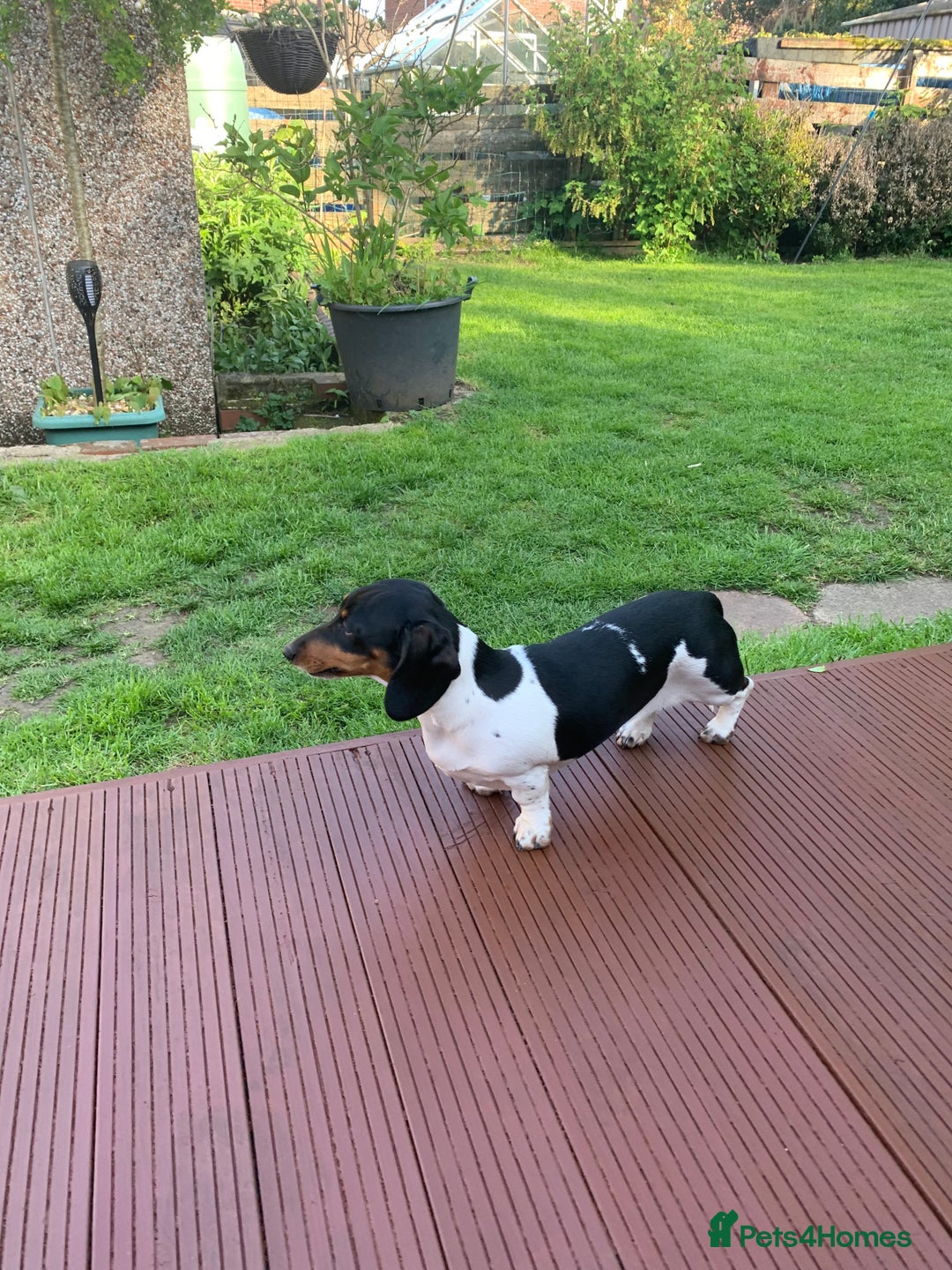 Miniature Dachshund dogs for sale: Pure Piebald Puppies Russian Champion Lines  - Image 16