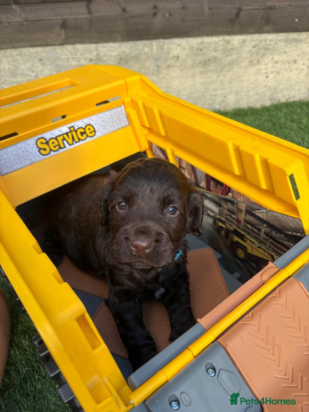 Cocker Spaniel dogs for sale: 3 Beautiful cocker spaniel puppies 2 boys 1 girl - Image 12