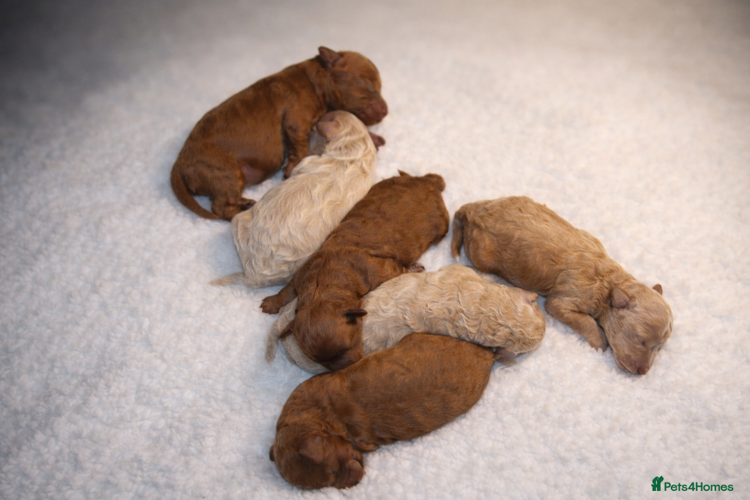 Poochon dogs for sale: Beautiful mini poochons puppies  - Advert 9