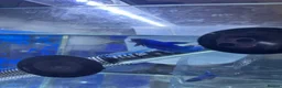 Bettas fish for sale: Mixed betta fish  - Advert 25