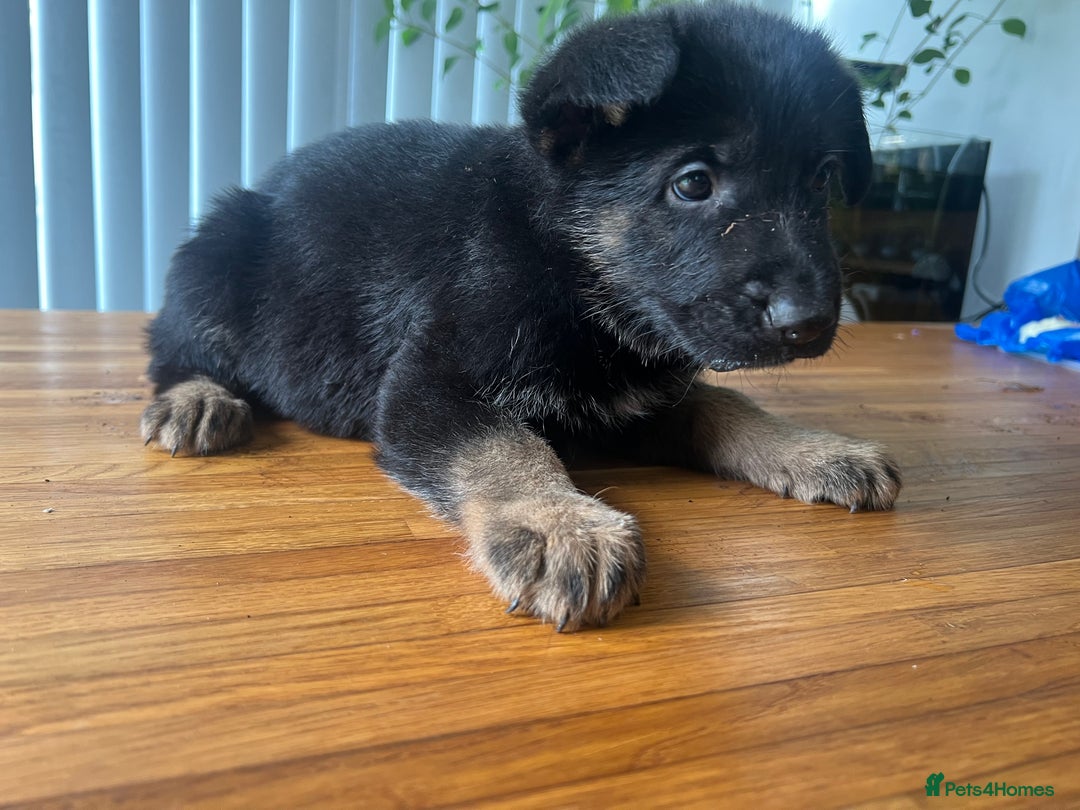 German Shepherd dogs for sale: German Shepherd Pups for Sale  - Image 5