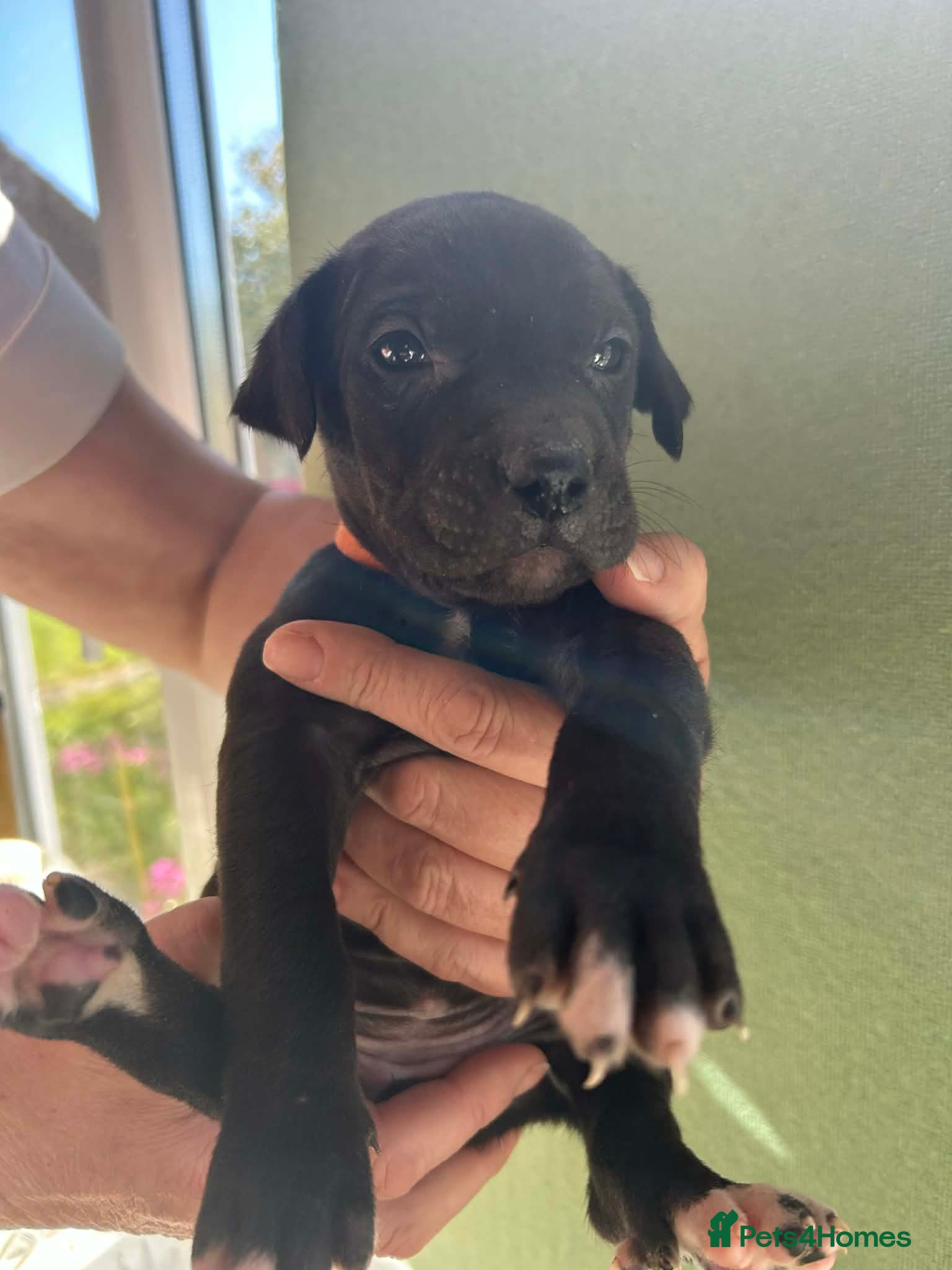 Mixed Breed dogs 1 BOY available Fluffy Cane Corso X Wheaten GreyH - Advert 11