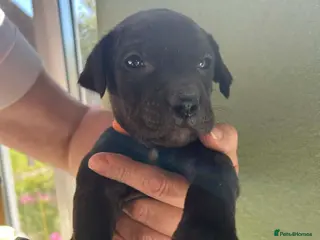 Mixed Breed dogs 1 BOY available Fluffy Cane Corso X Wheaten GreyH - Advert 11