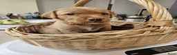 Labrador Retriever dogs for sale: Lovely Fox red and  Yellow Labrador puppies in Ringwood - Advert 3
