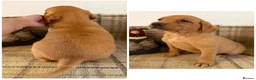 Labrador Retriever dogs for sale: *READY NOW* Stunning KC girls, tested&many FTCH/Ws - Advert 9