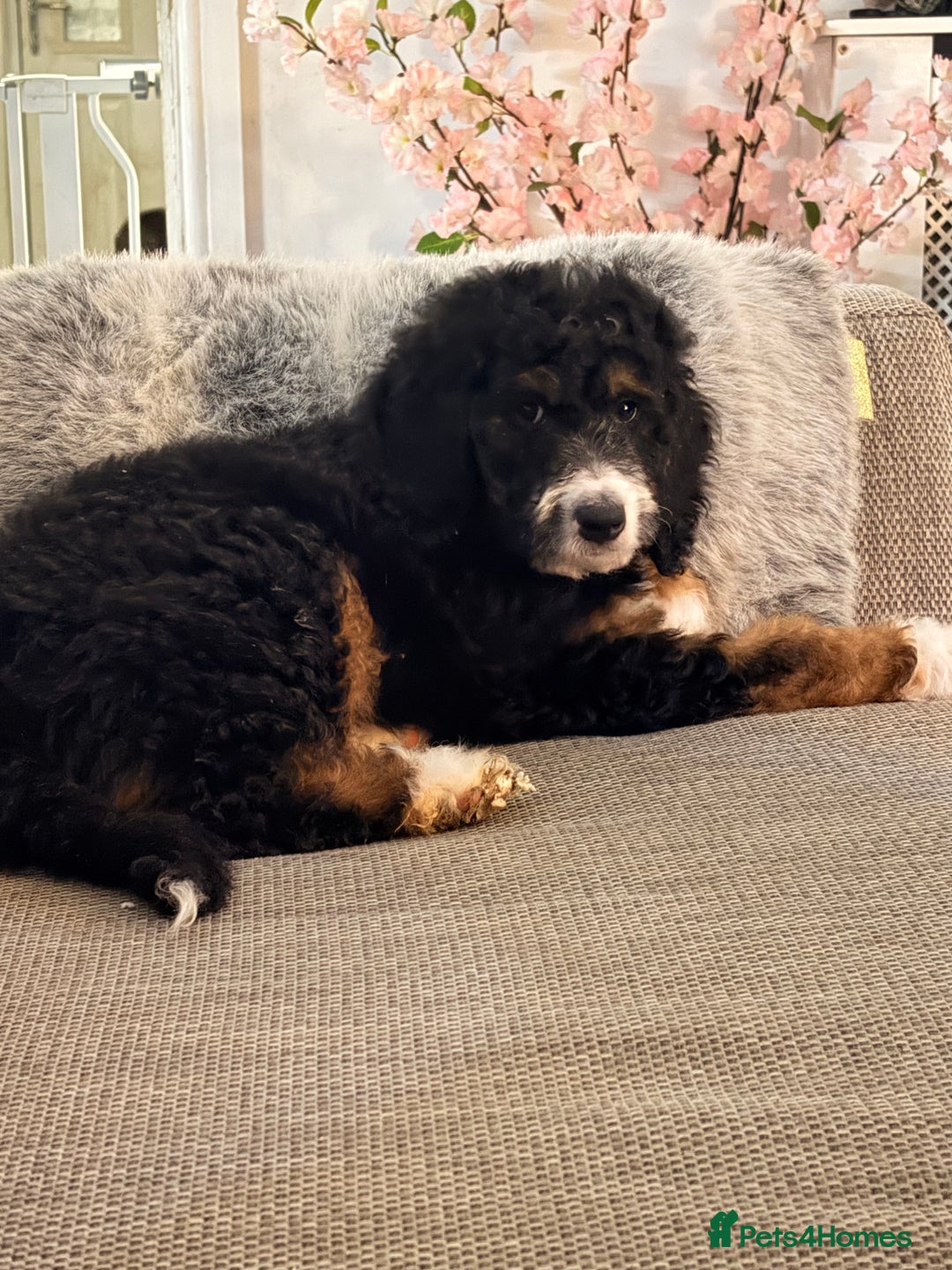 Bernedoodle dogs for sale: Gorgeous tri coloured Mini Bernedoodle female   - Advert 2