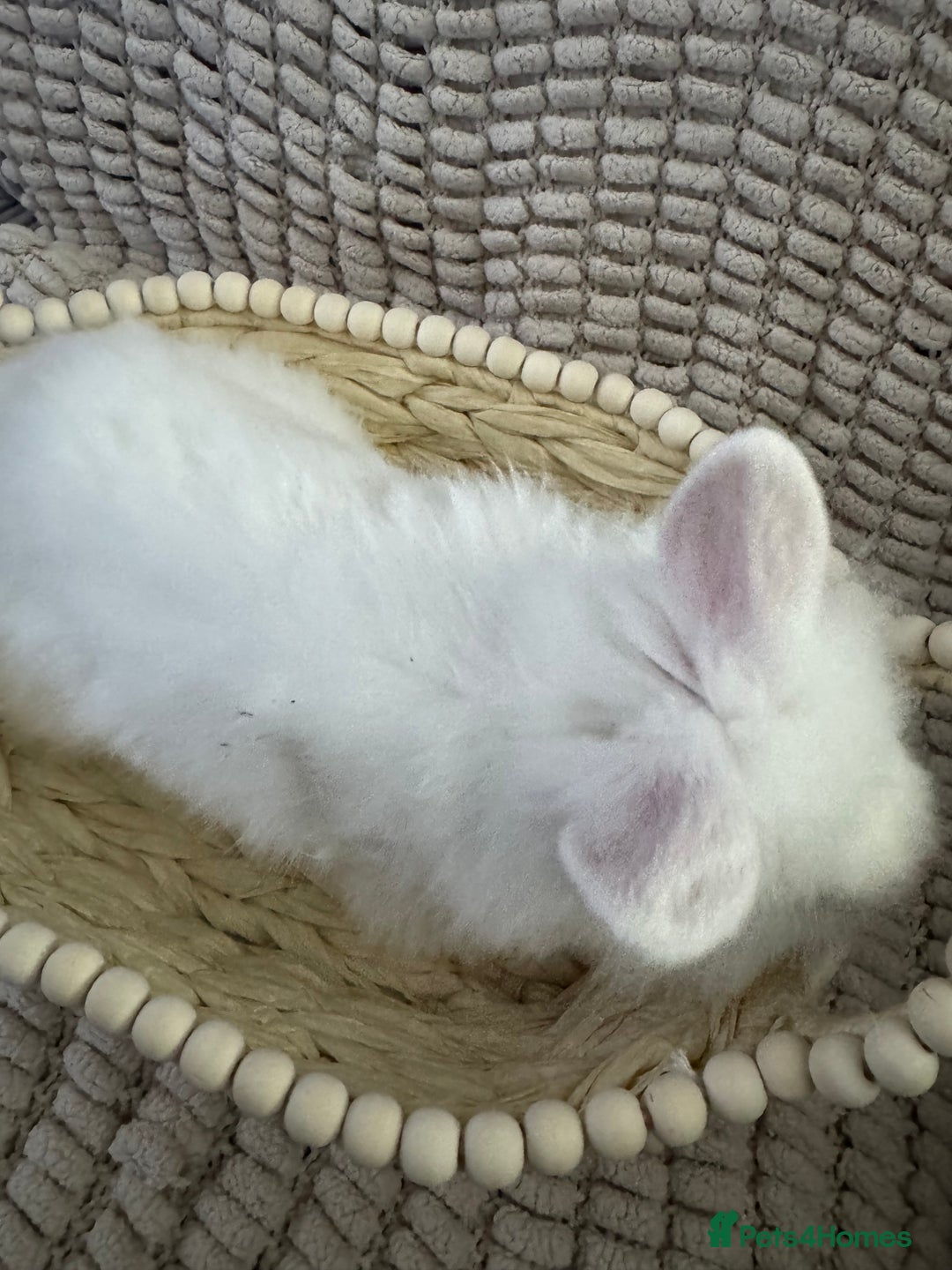 Lionhead rabbits for sale: ✨ Lionhead x Angora Bunny  ✨ - Advert 5