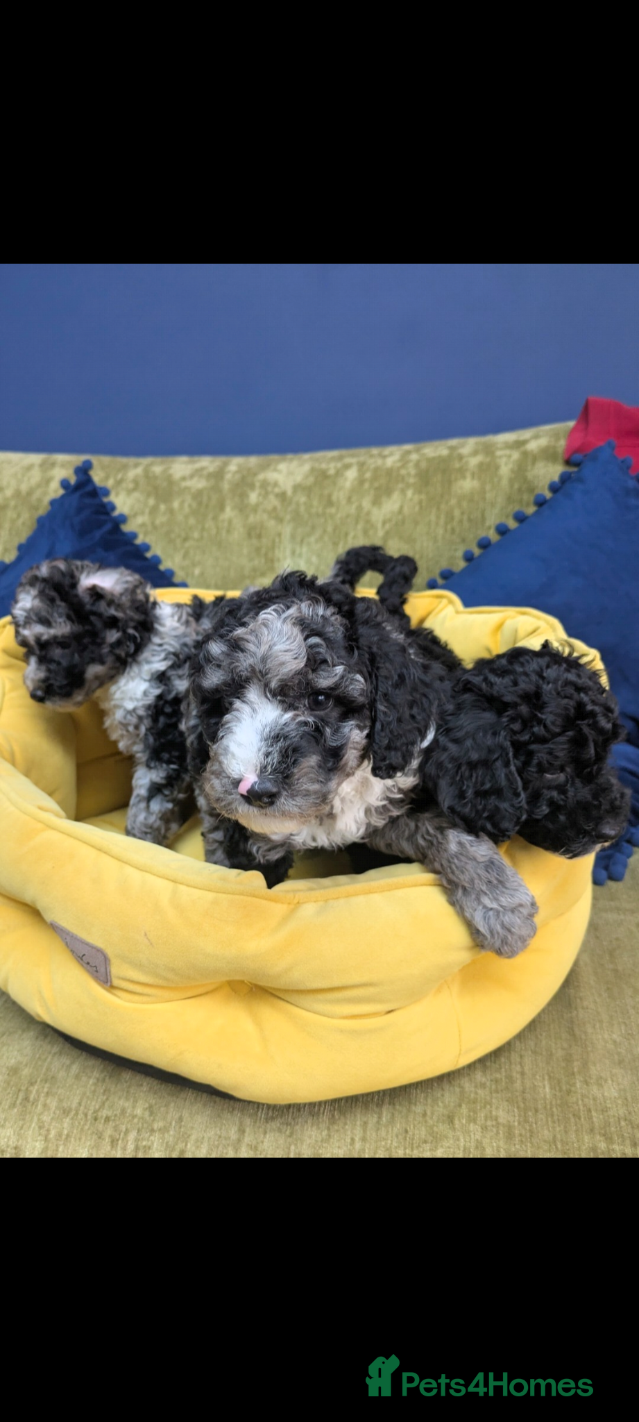 Miniature Poodle dogs Miniature Poodle Puppies (Blue Merl & Black) - Advert 1