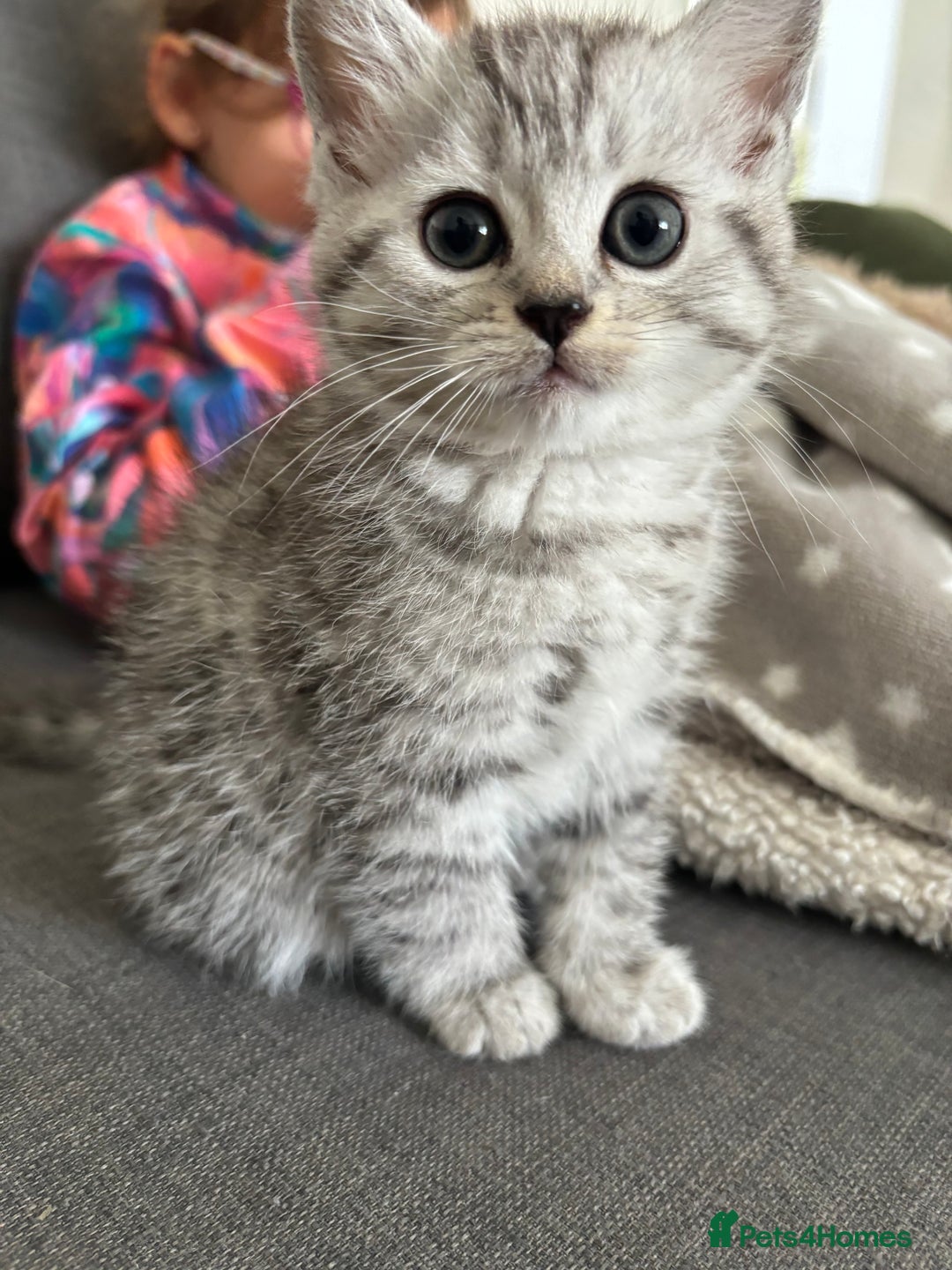 Mixed Breed cats for sale: Persian Chinchilla and British Shorthair  - Image 11