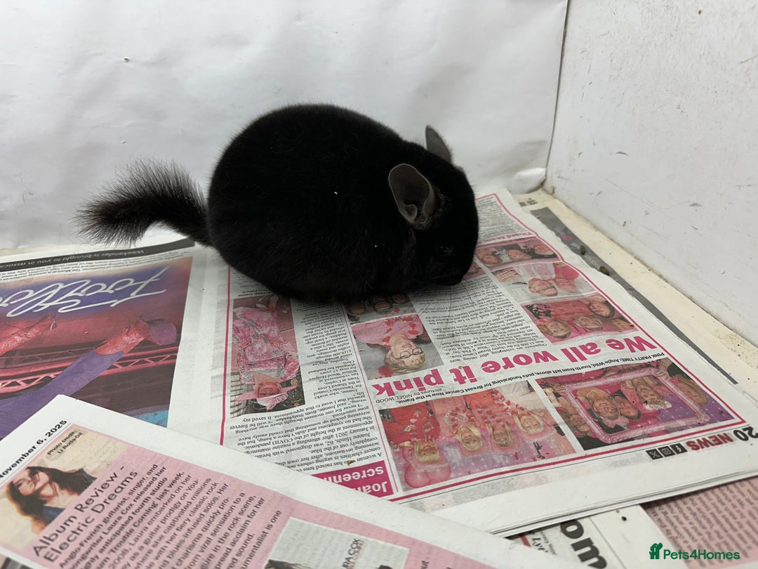 Chinchilla rodents for sale: Sooty, Fabulous Extra Dark Ebony boy.  Super tame - Advert 4