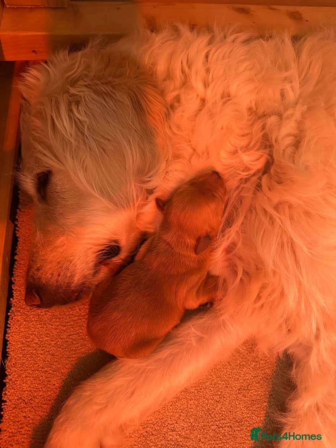 Mixed Breed dogs for sale: Australian double doodles  - Advert 16