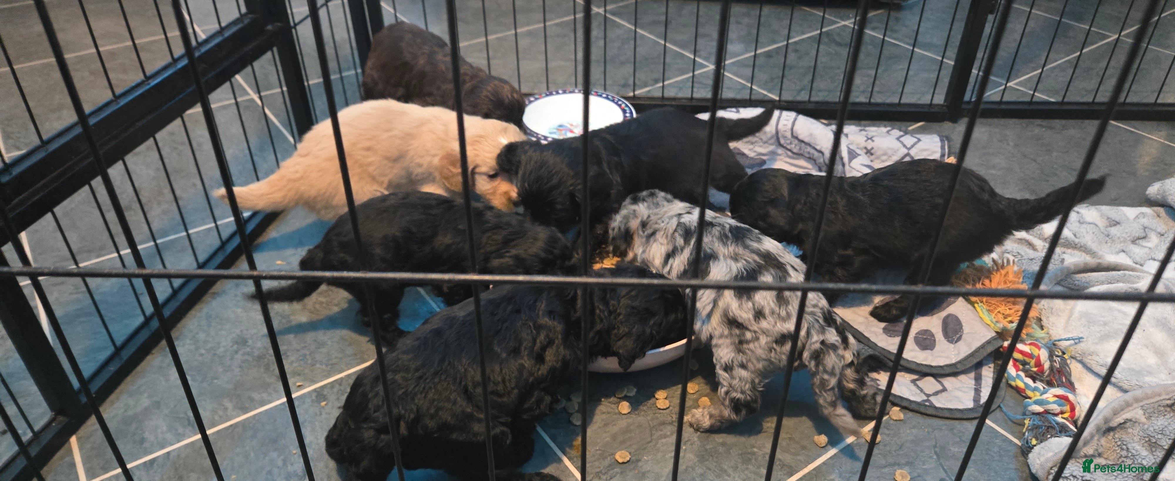 Cocker Spaniel dogs Cockerpoo pups  - Advert 16