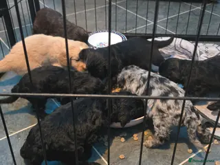 Cocker Spaniel dogs Cockerpoo pups - Advert 16