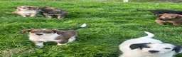 Bordoodle dogs for sale: Bordoodle 2 is the only remaining pup - Advert 21