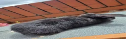 Mini Lop rabbits for sale: Mini loop - Advert 10