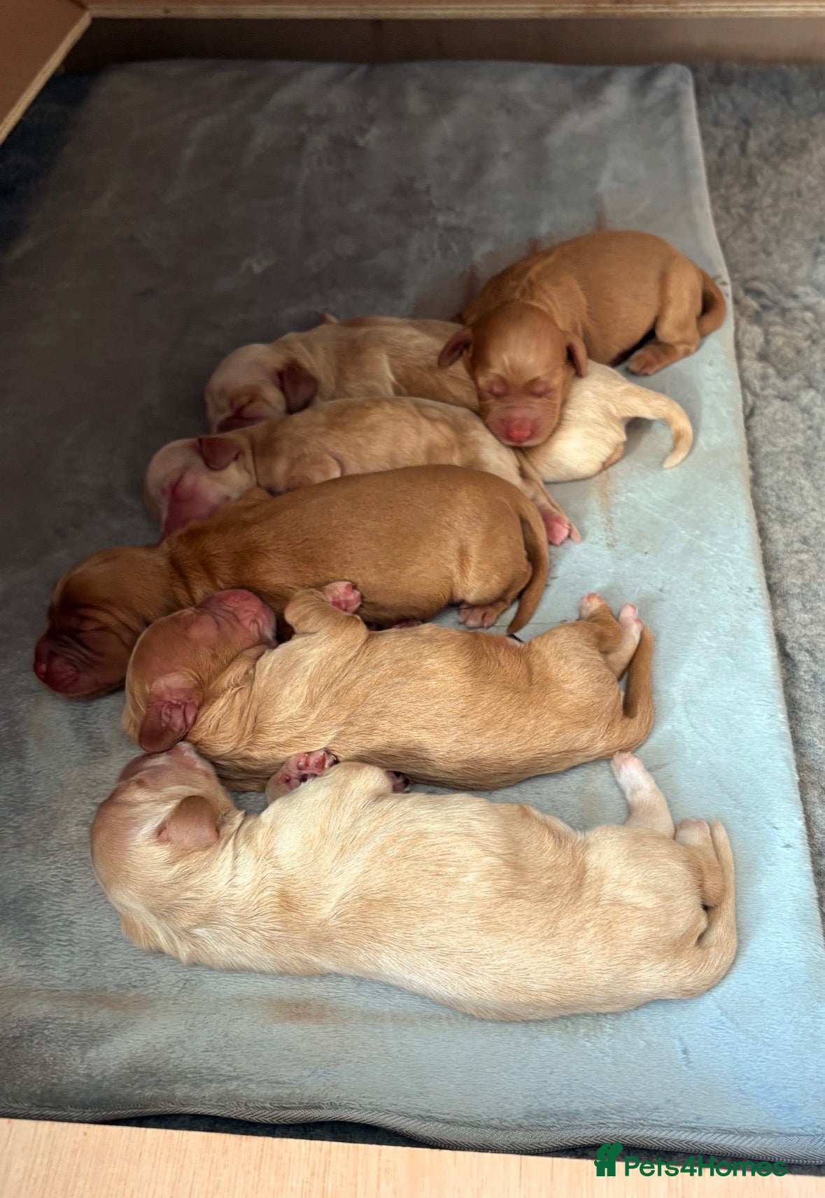 Cocker Spaniel dogs for sale: Working cocker spaniel puppies  - Advert 3