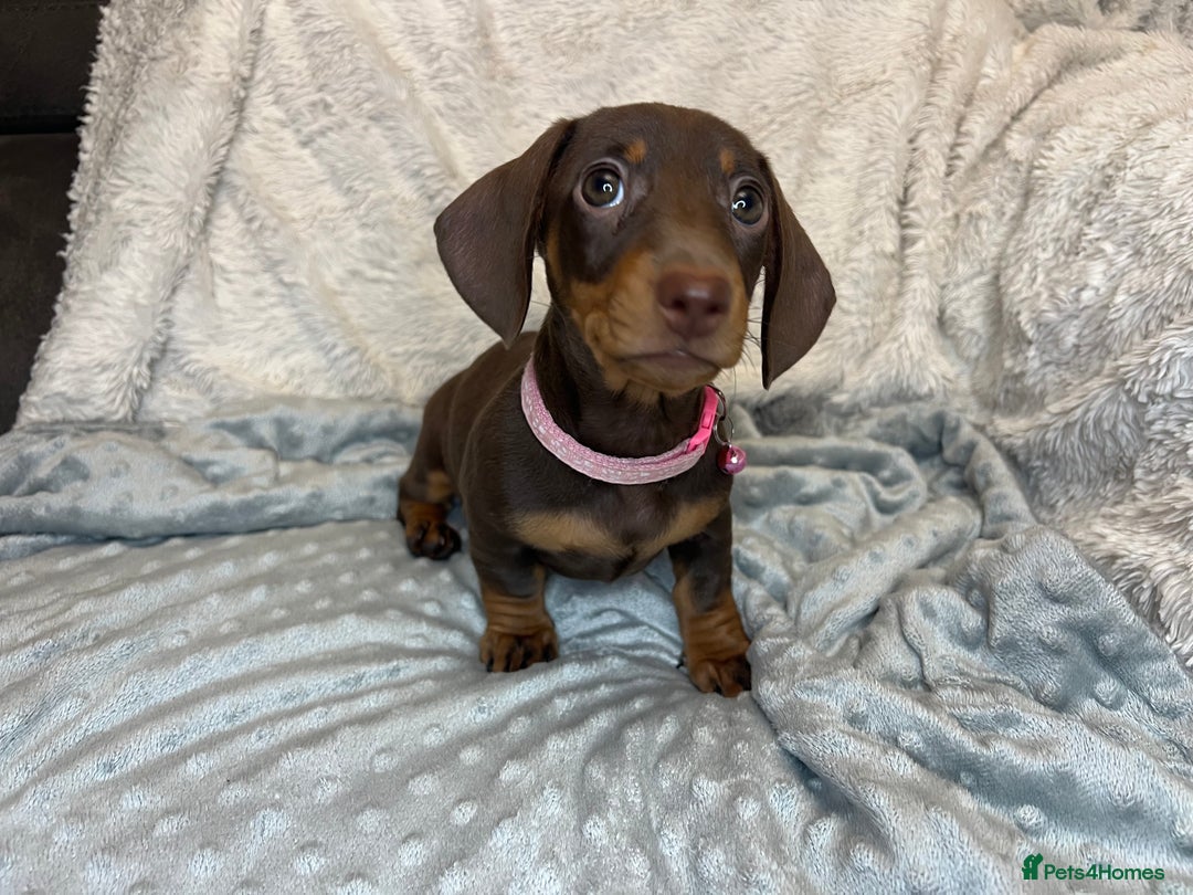 Dachshund dogs for sale: LAST ONE- Dachshund female puppy - last one - Advert 7