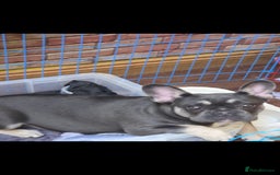 French Bulldog dogs for sale: 2 stunning blue/lilac frenchie puppies female - Advert 2