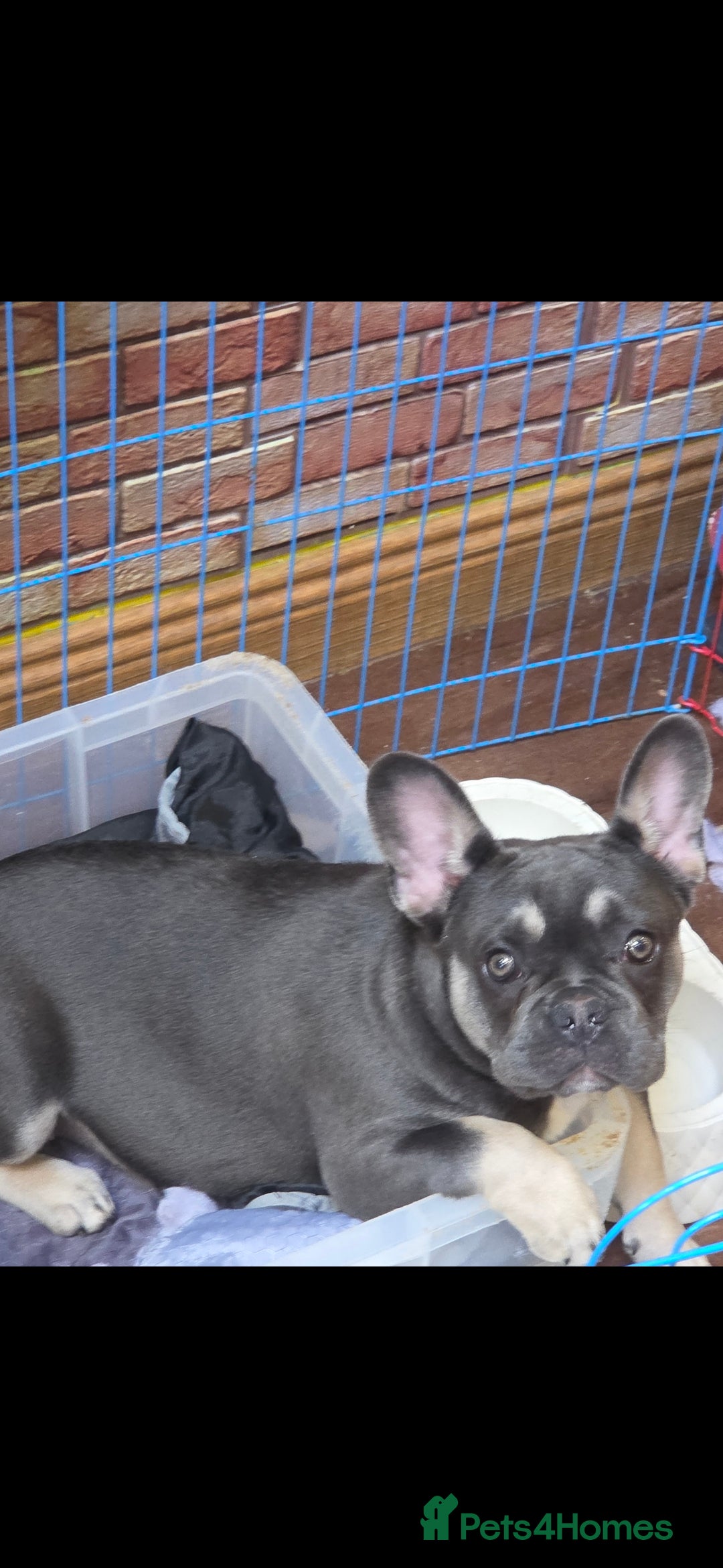 French Bulldog dogs for sale: 2 stunning blue/lilac frenchie puppies female - Advert 2