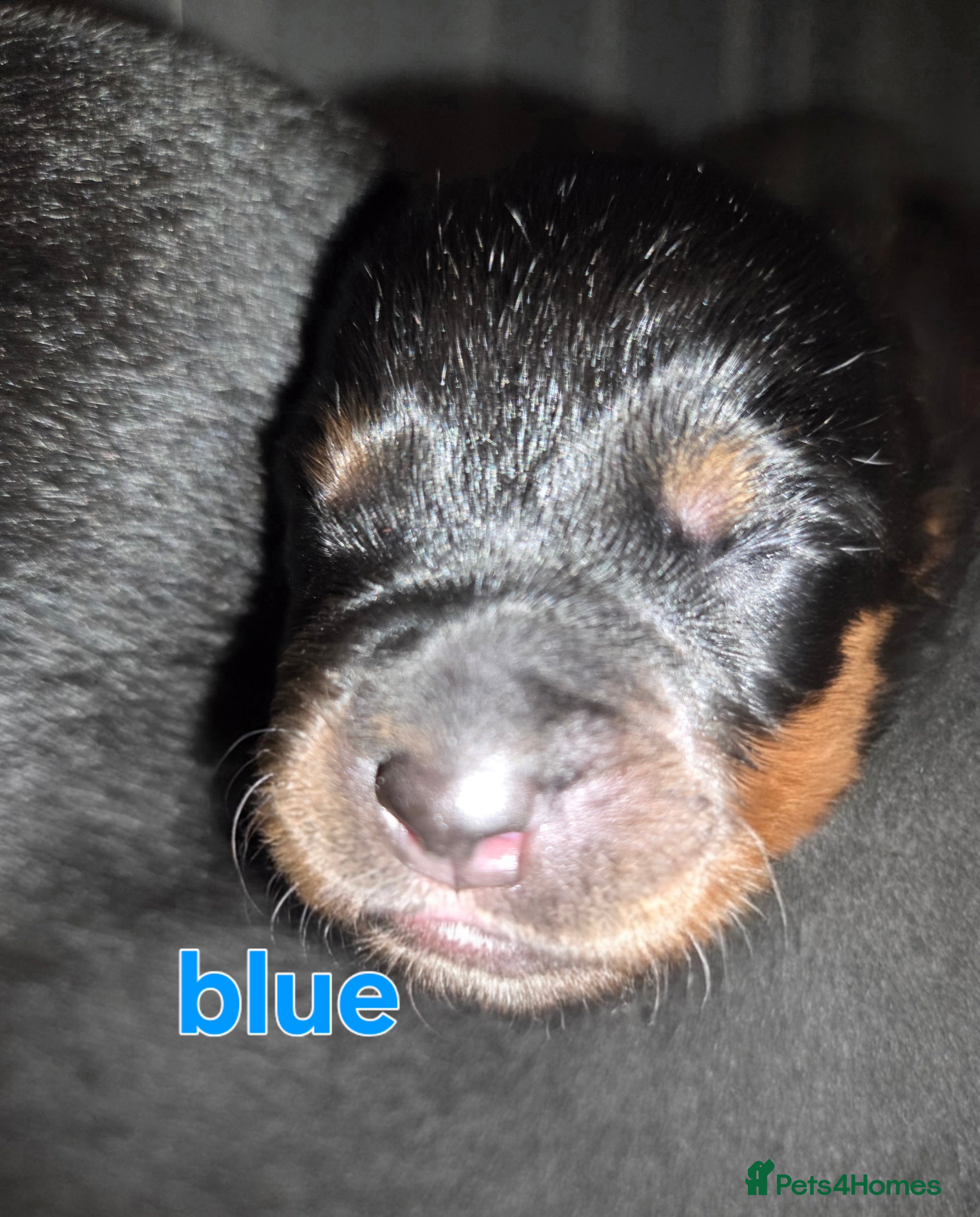 Rottweiler Puppy 3