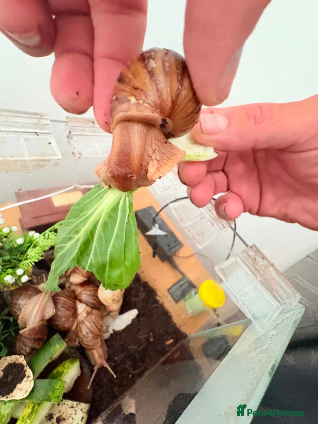 Snails invertebrates for sale: African giant land snails mixed sizes  in Bridgend - Advert 2