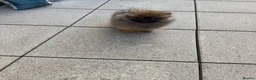 Pomeranian dogs for sale: Royal Kennel Club reg show Pomeranian puppies - Advert 7