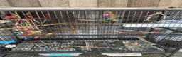 Conures birds for sale: Concure parrot  in Wrexham - Advert 2