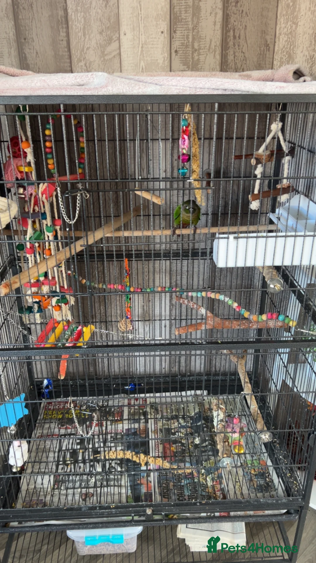 Conures birds for sale: Concure parrot  in Wrexham - Advert 2