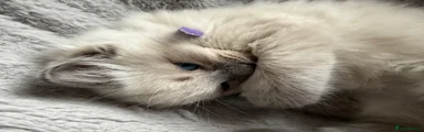 Purple collar 