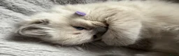 Ragdoll cats for sale: Gorgeous ragdoll kittens!  - Advert 28