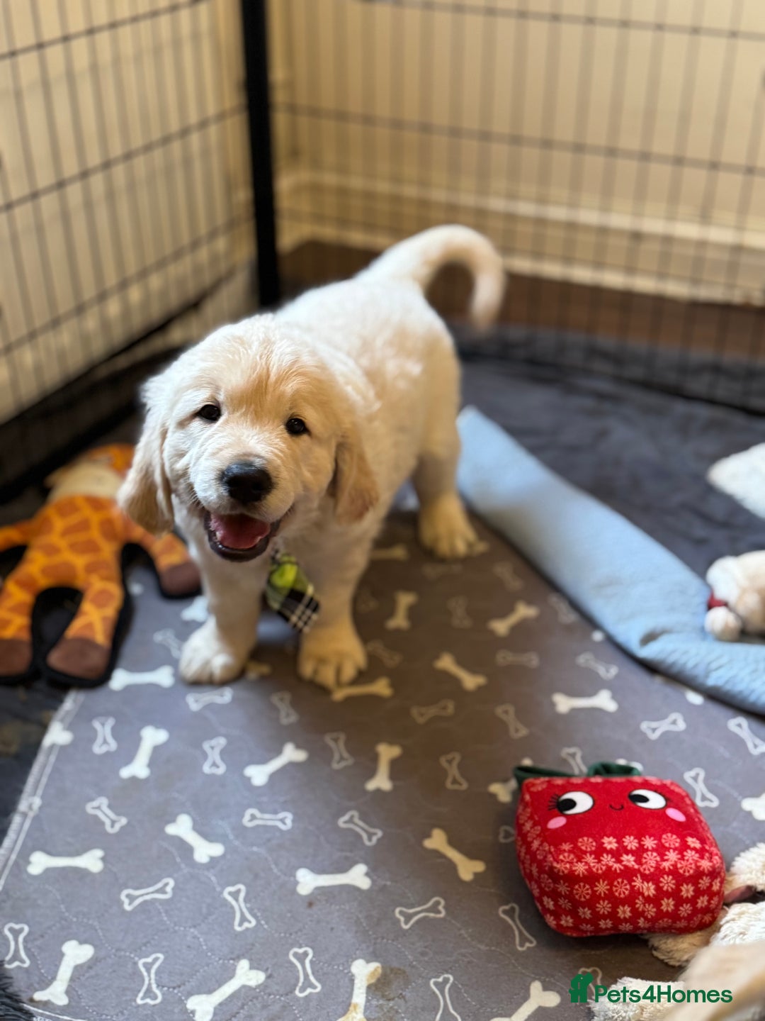 Golden Retriever dogs for sale: Beautiful Golden Retriever puppies KC - Advert 14