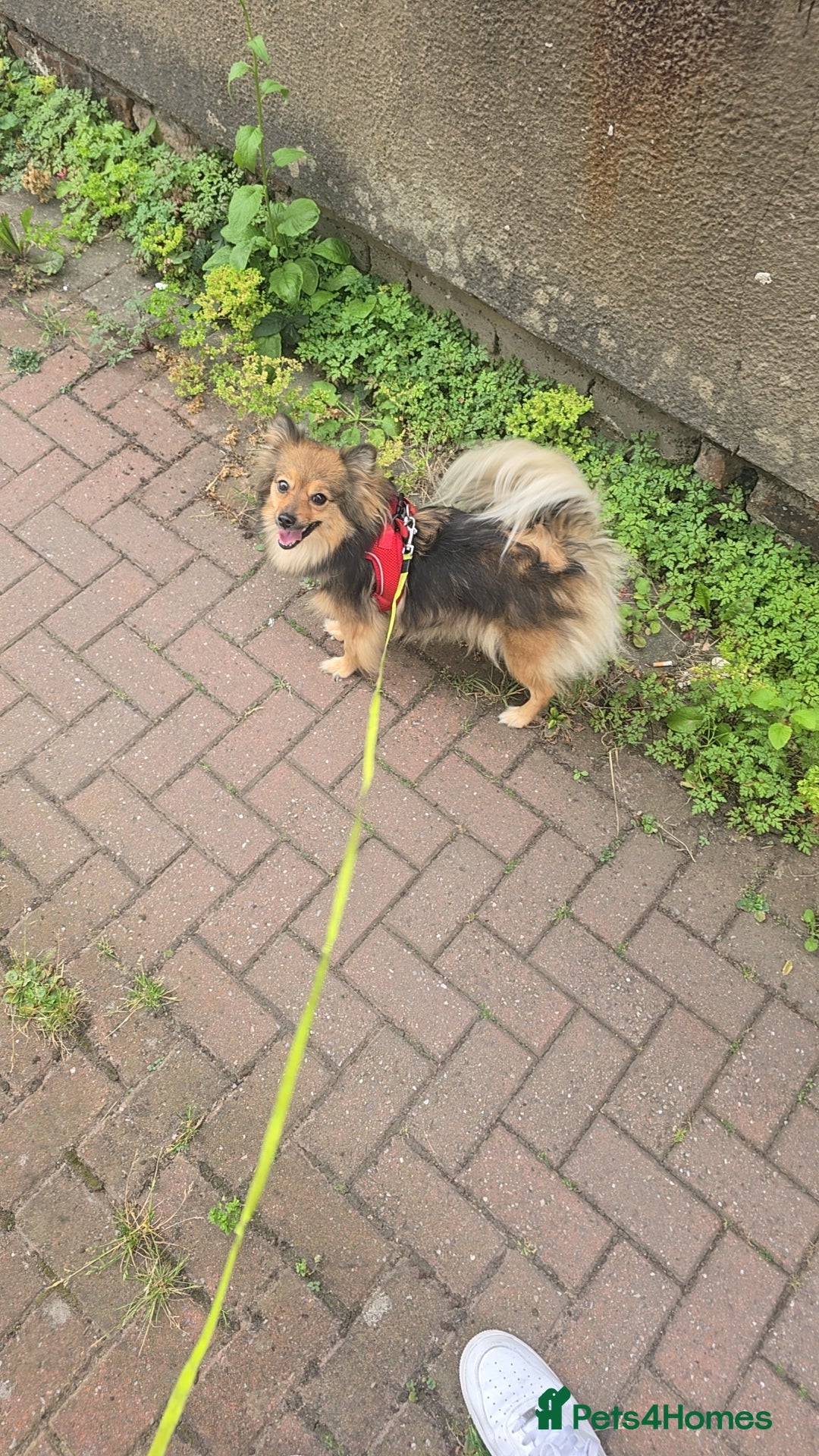 Mixed Breed dogs Pomeranian in Manchester - Advert 2