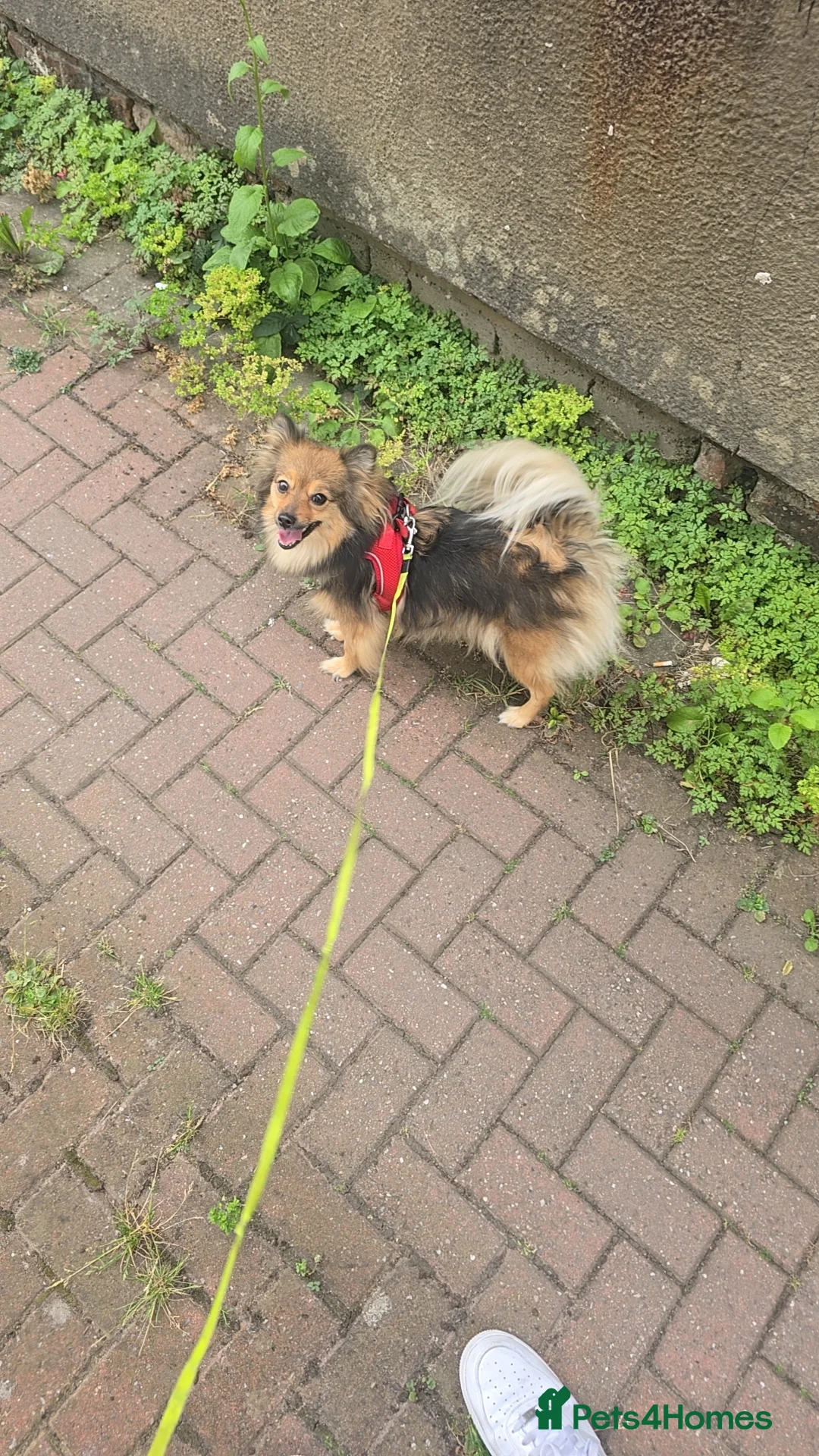 Mixed Breed dogs for sale: Pomeranian in Manchester - Advert 1