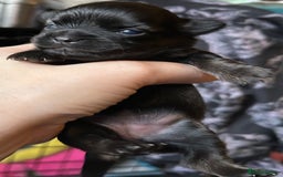 Pomchi dogs for sale: 2 beautiful tiny little Pomchi girls - Image 13