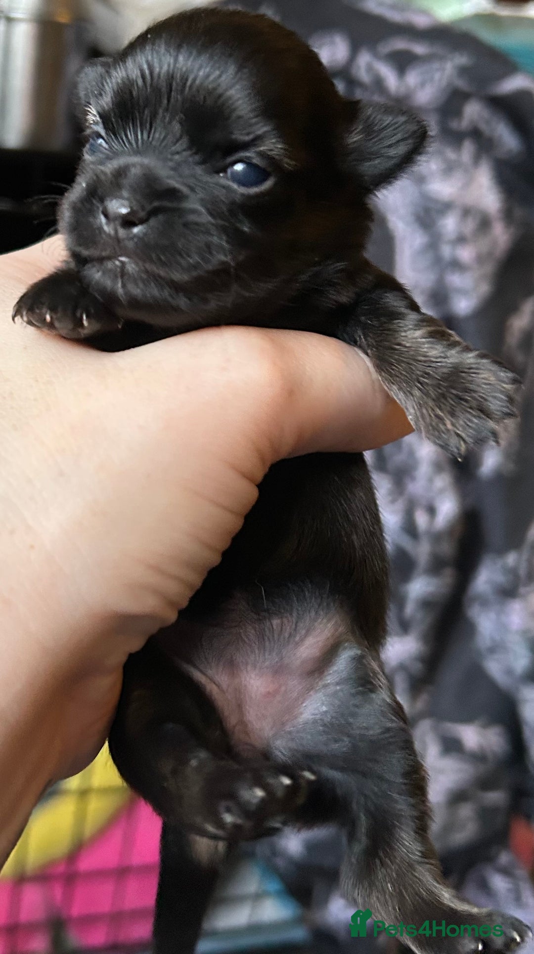 Pomchi dogs for sale: 2 beautiful tiny little Pomchi girls - Image 13
