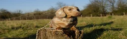 Miniature Dachshund dogs for stud: Award winning breeder-KC lilac/Isabella Dapple  - Advert 2