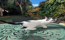 Turkish Angora cats for sale: ⭐️ Beautiful Turkish Angora X Bengal kittens ⭐️ - Image 5