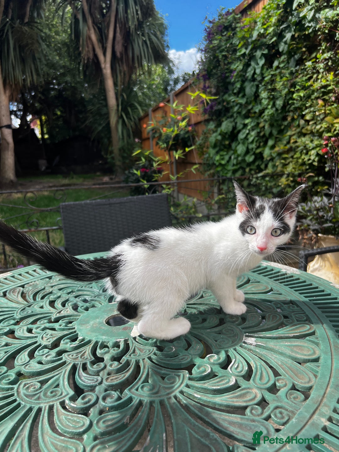 Turkish Angora cats for sale: ⭐️ Beautiful Turkish Angora X Bengal kittens ⭐️ - Image 5