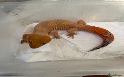 Leopard Gecko reptiles for sale: 1 year old Mandarin Leopard Ghecko Female - Advert 2