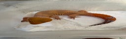 Leopard Gecko reptiles for sale: 1 year old Mandarin Leopard Ghecko Female - Advert 2