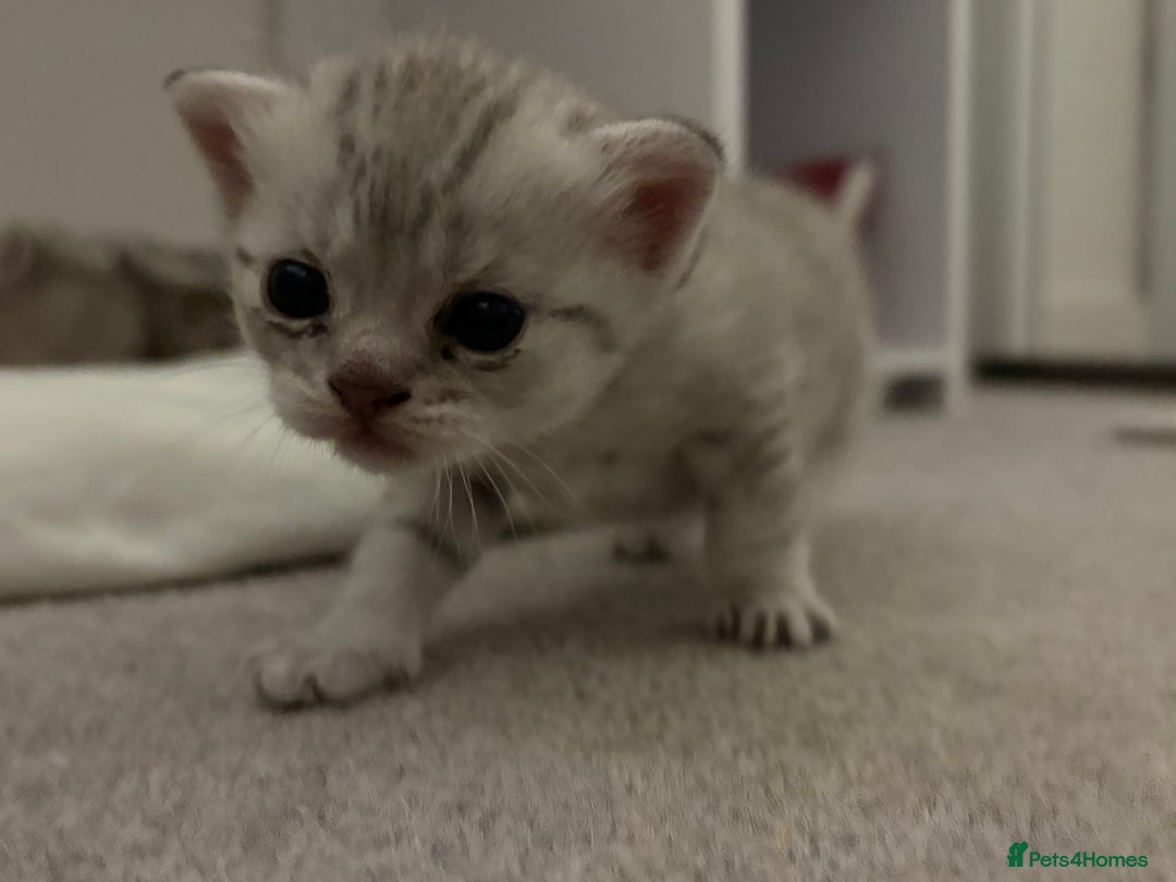 Scottish Fold cats for sale: Scottish fold kittens for sale - Advert 12