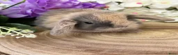 Mini Lop rabbits for sale: Mini Lop Bunnies - Advert 5