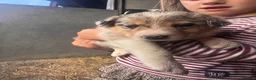 Border Collie dogs for sale: Merle and collie pups  - Advert 10