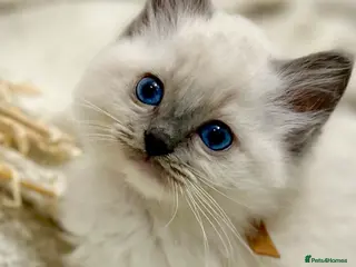 Ragdoll cats PURE RAGDOLL - Advert 2