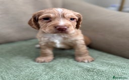 Cocker Spaniel dogs for sale: Working Cocker Spaniel pups for sale  - Image 4
