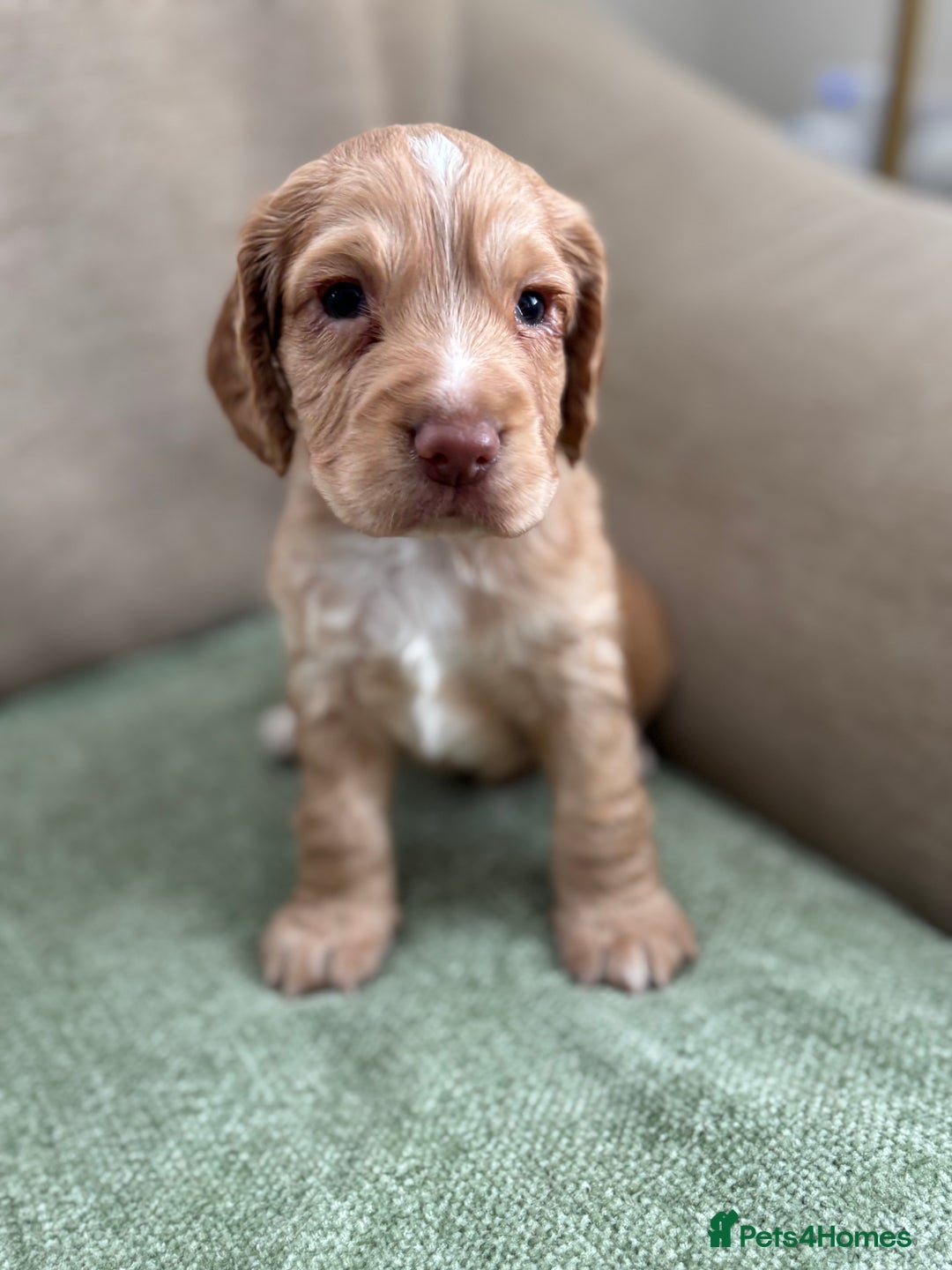 Cocker Spaniel dogs for sale: Working Cocker Spaniel pups for sale  - Image 4